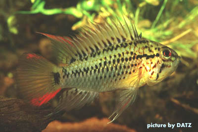 Apistogramma guttata